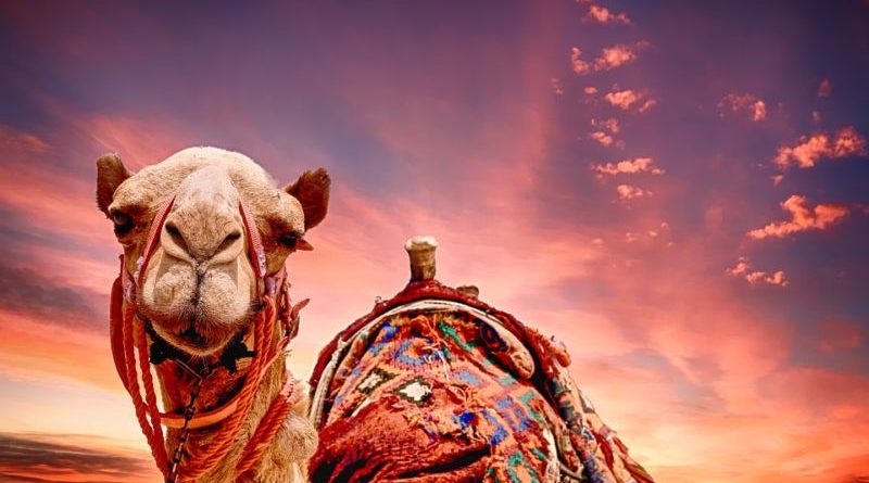 сколько стоит арабский верблюд